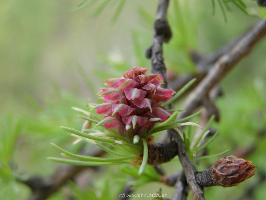Лиственница Каяндера