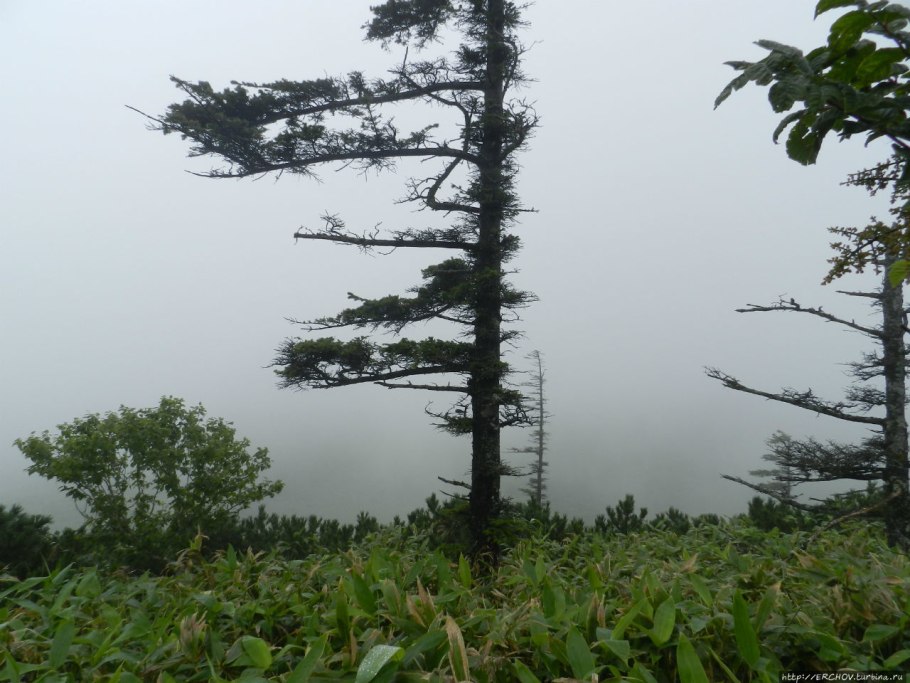 Кривые деревья на Сахалине