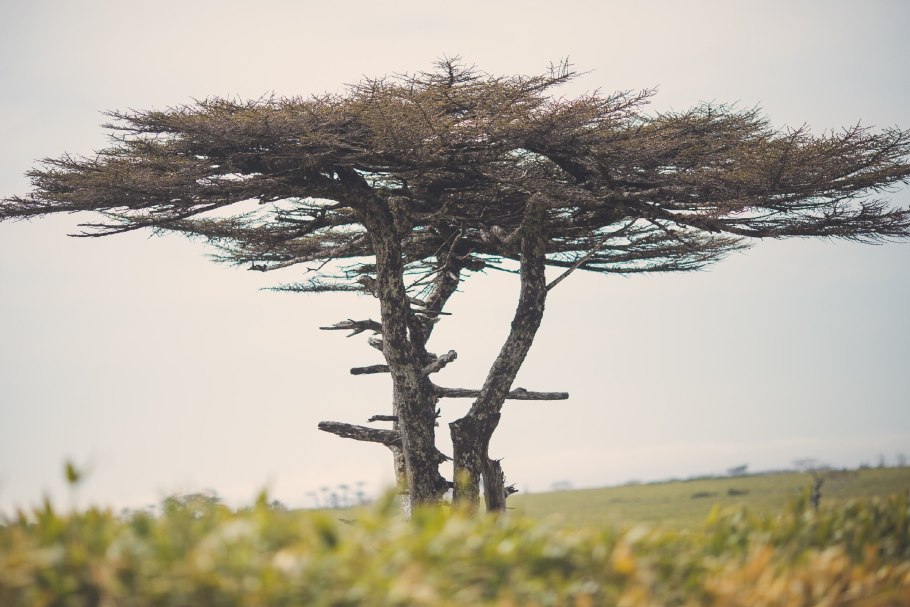 Лиственница Каяндера