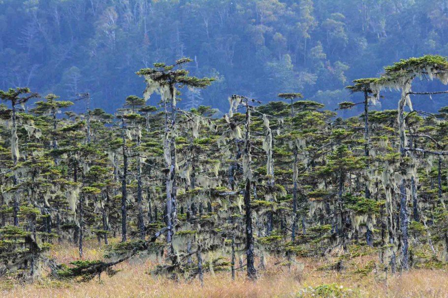 Лиственница серебристая