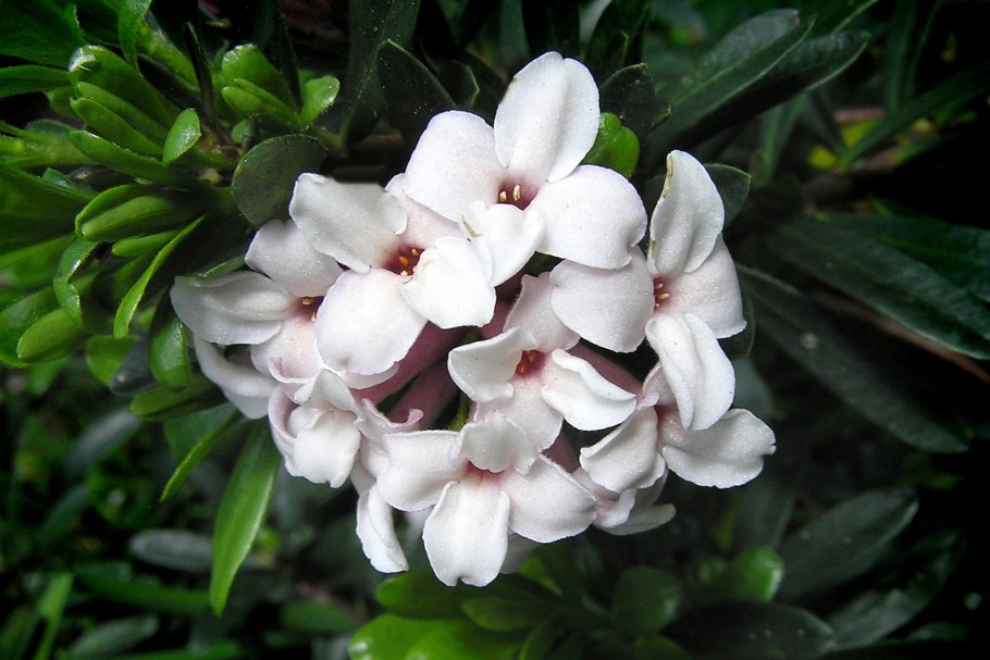 Волчеягодник обыкновенный