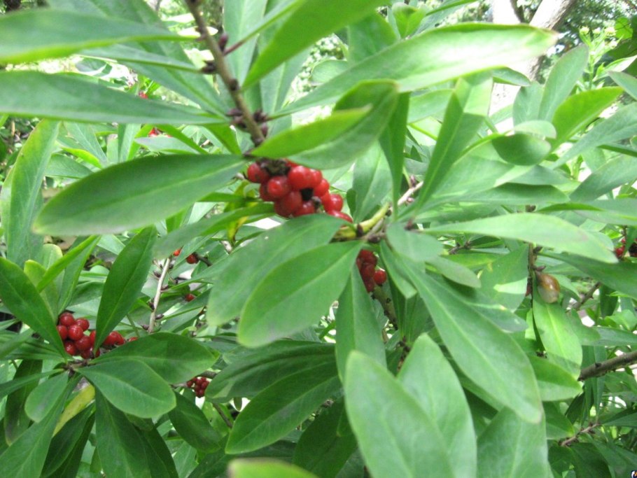 Волчеягодник душистый