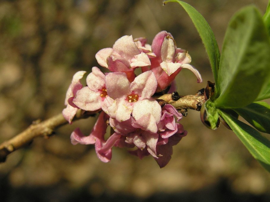 Волчеягодник Понтийский