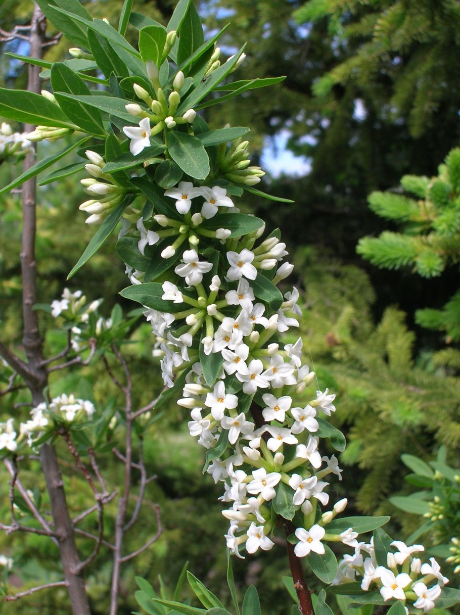 Волчник Понтийский