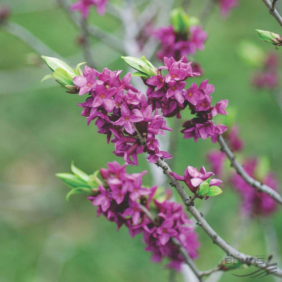 Волчье лыко (Волчеягодник обыкновенный)