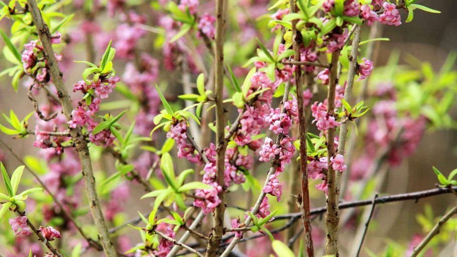 Волчье лыко волчеягодник