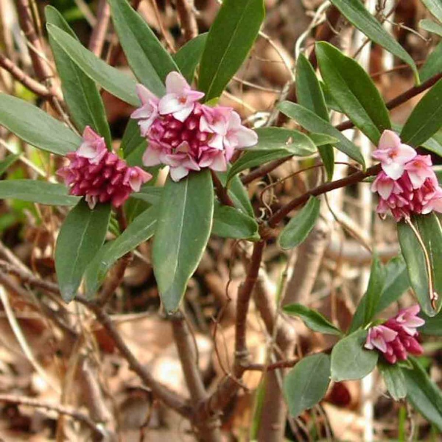 Дафна Волчеягодник