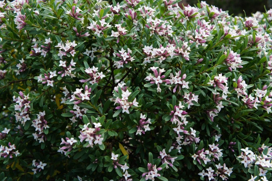 Дафна Волчье лыко