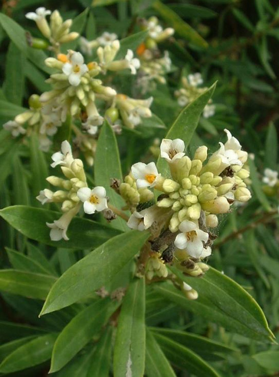 Thymelaeaceae Daphne species