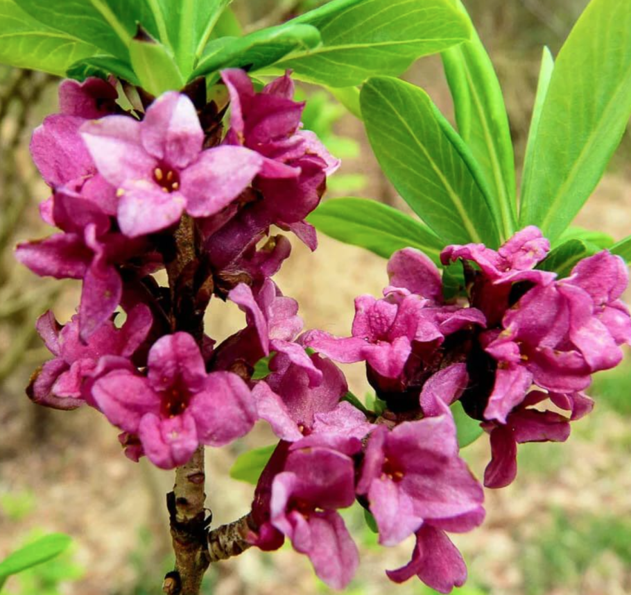 Волчник тангутский