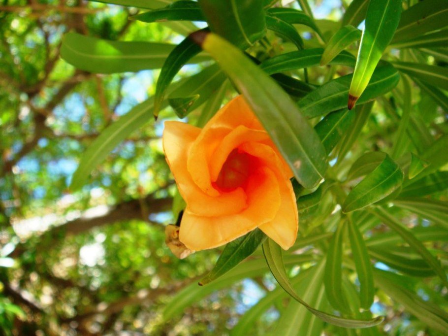 Теветия олеандролистная