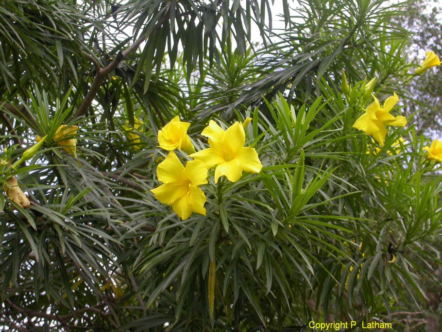 Теветия олеандролистная