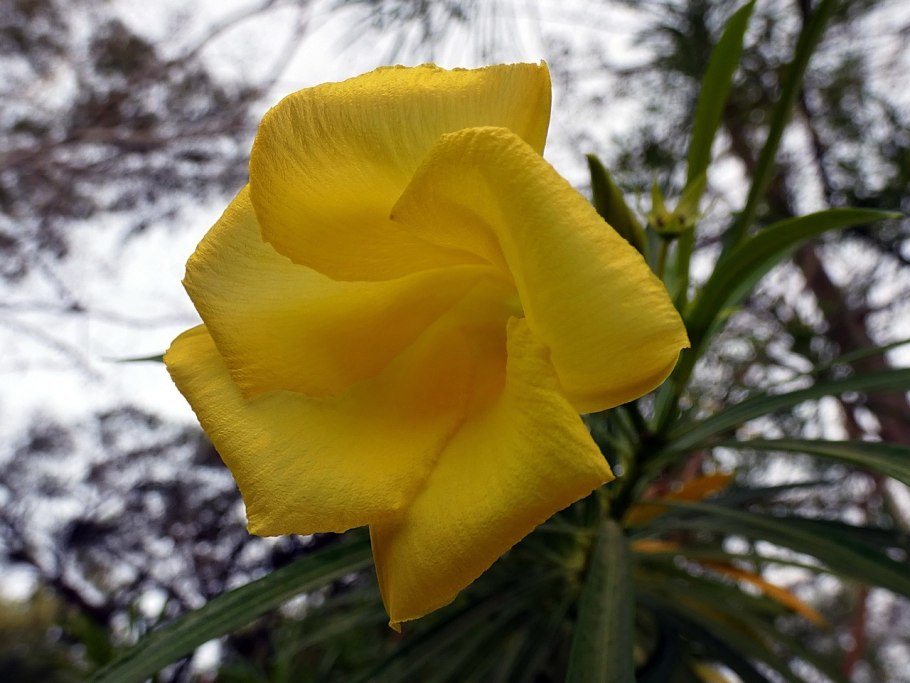 Теветия желтый Олеандр