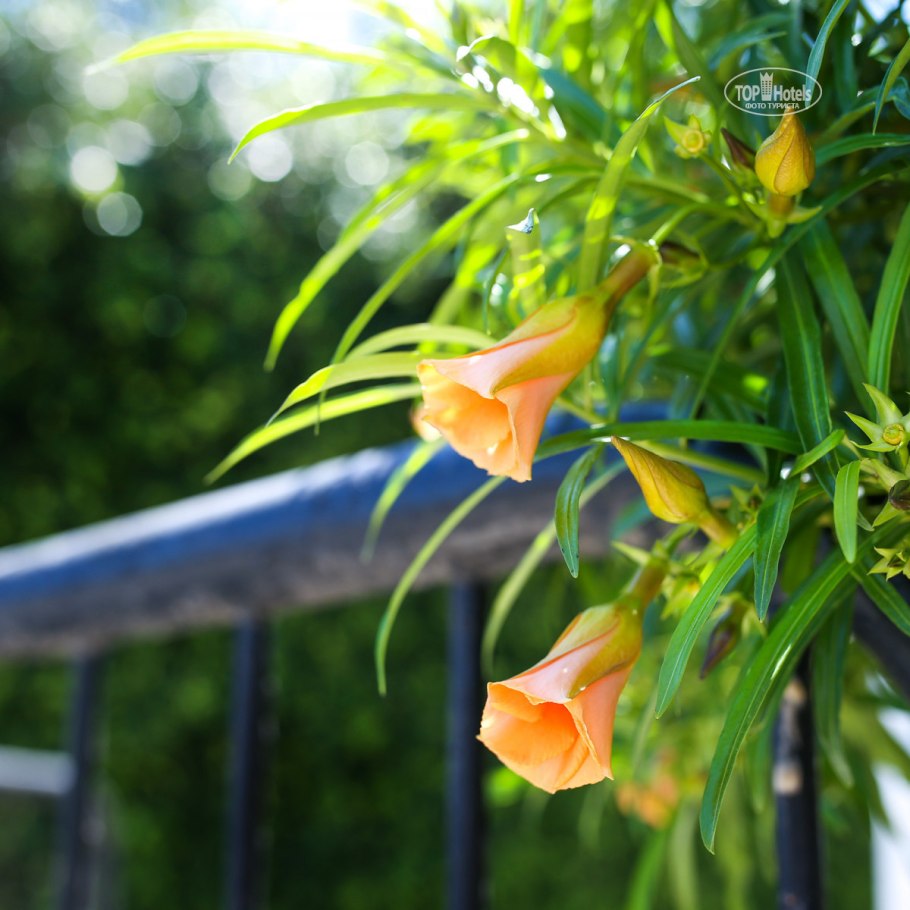 Теветия олеандролистная