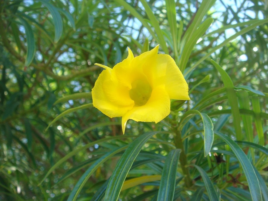 Теветия Перуанская