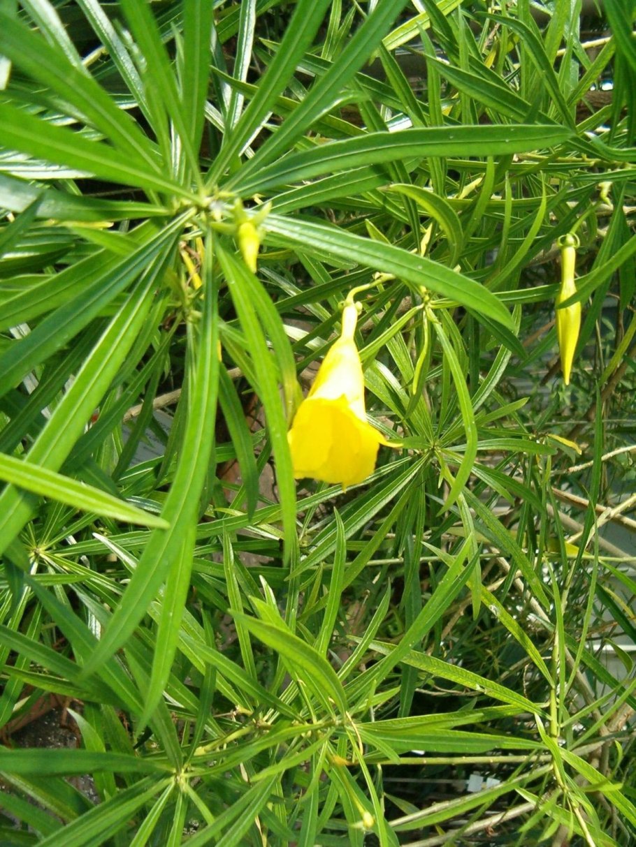 Теветия Перуанская или жёлтый Олеандр размножение