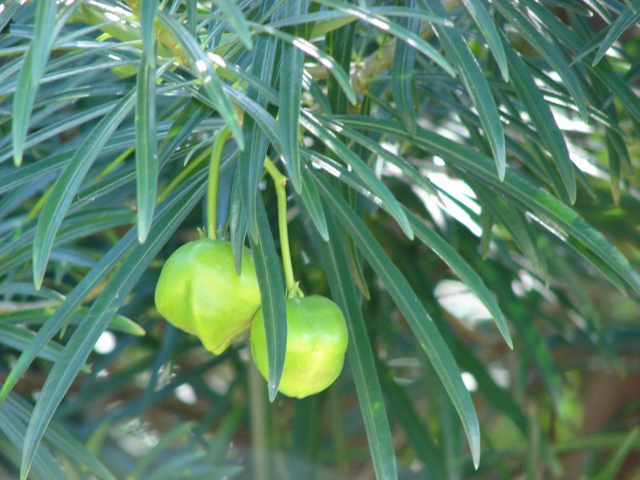 Желтый Олеандр Thevetia peruviana