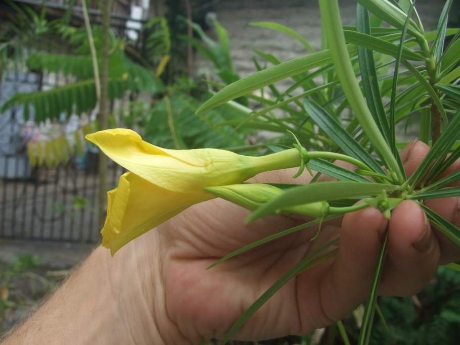 Олеандр тайский компактный жёлтый