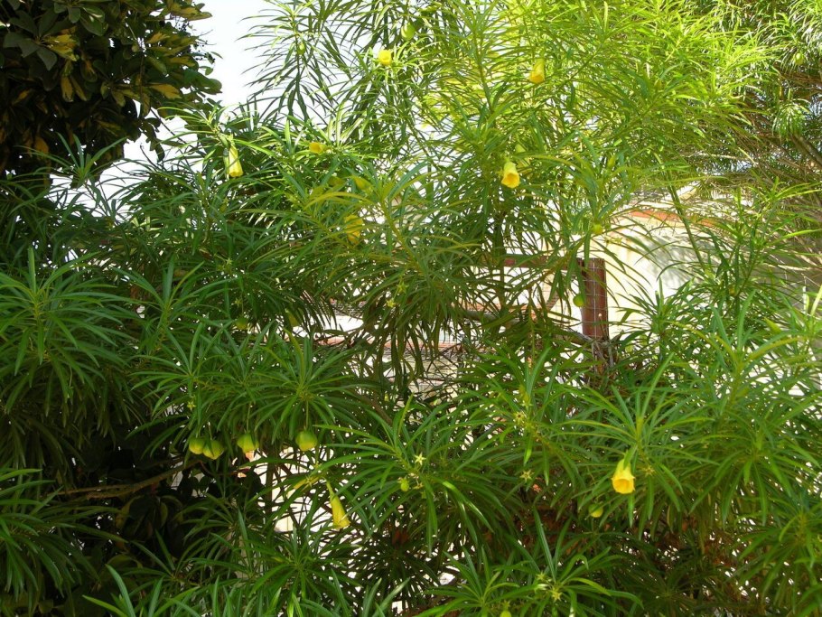 Теветия олеандролистная