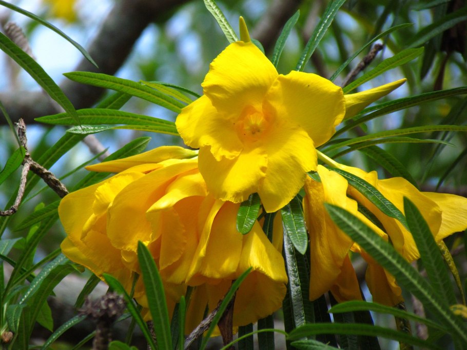 Теветия Перуанская