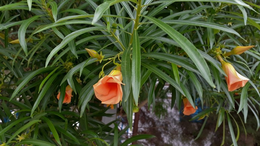 Теветия Перуанская