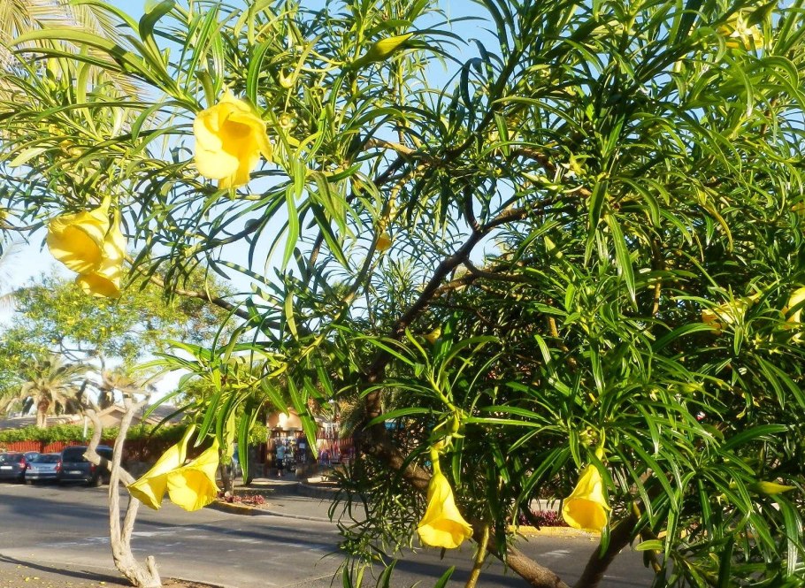 Теветия олеандролистная