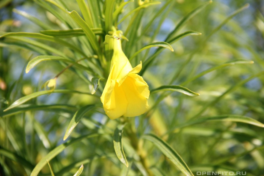 Теветия(Thevetia peruviana