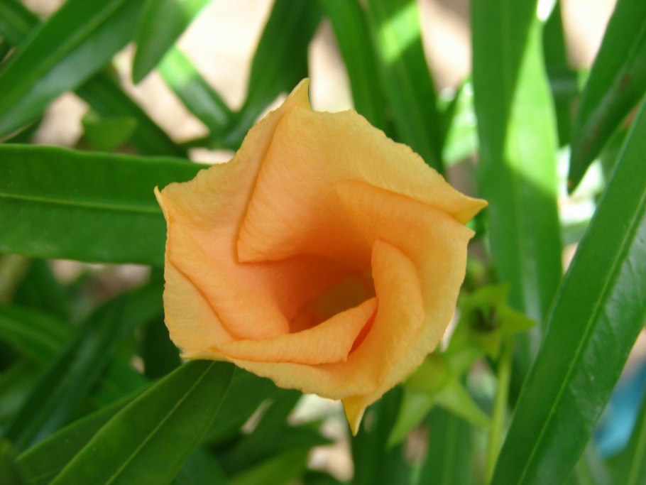 Теветия плоды фото