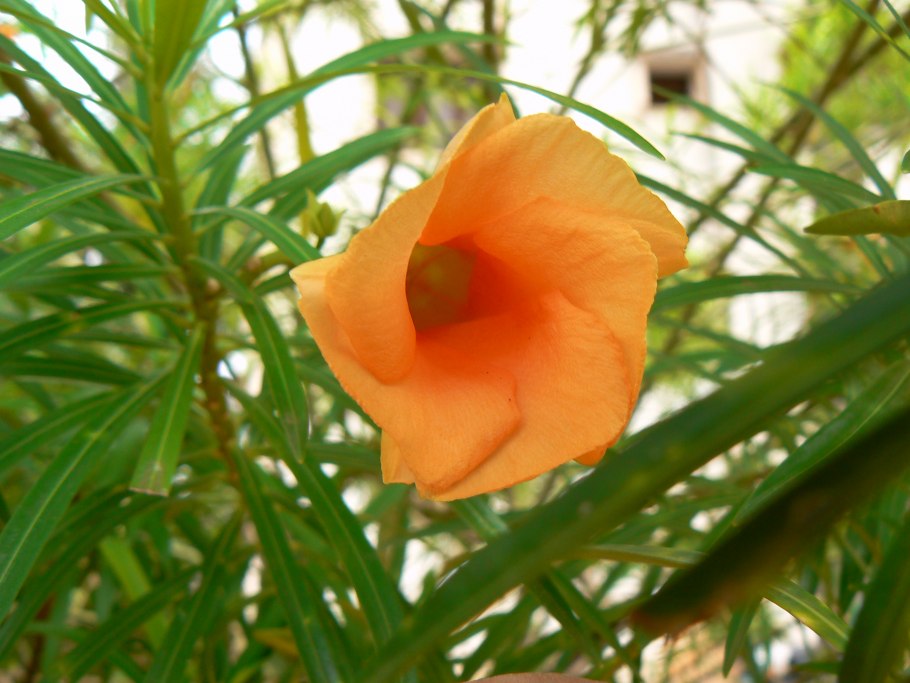 Теветия желтый Олеандр