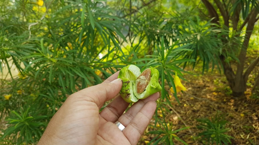 Теветия домашняя