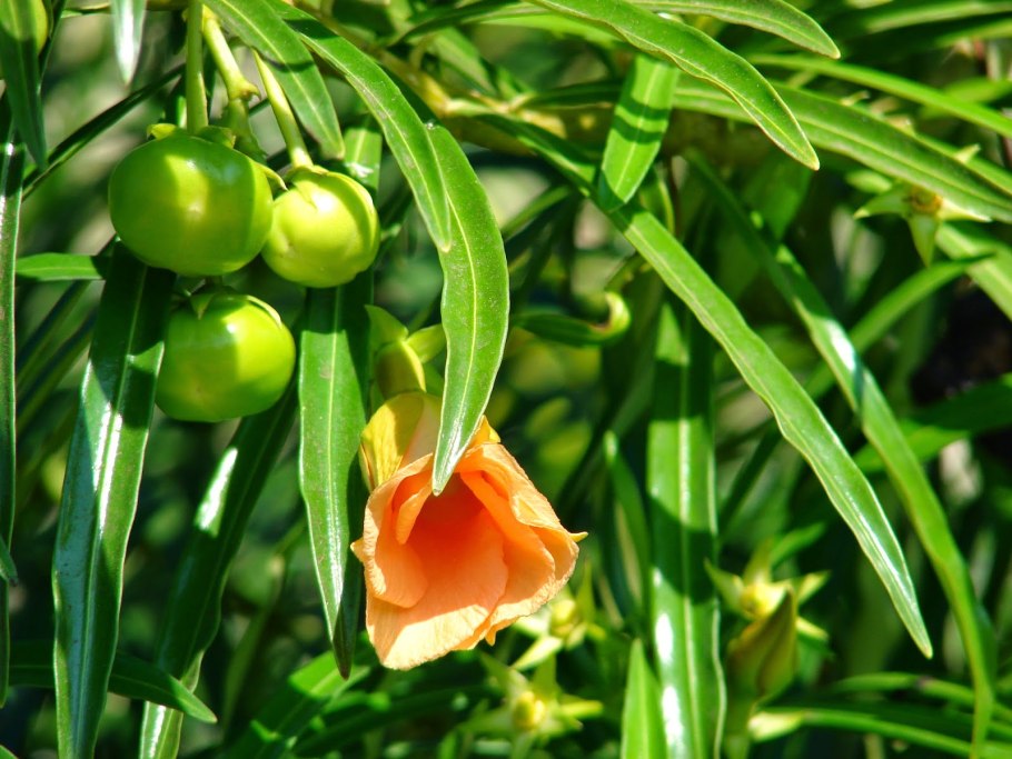 Теветия Перуанская