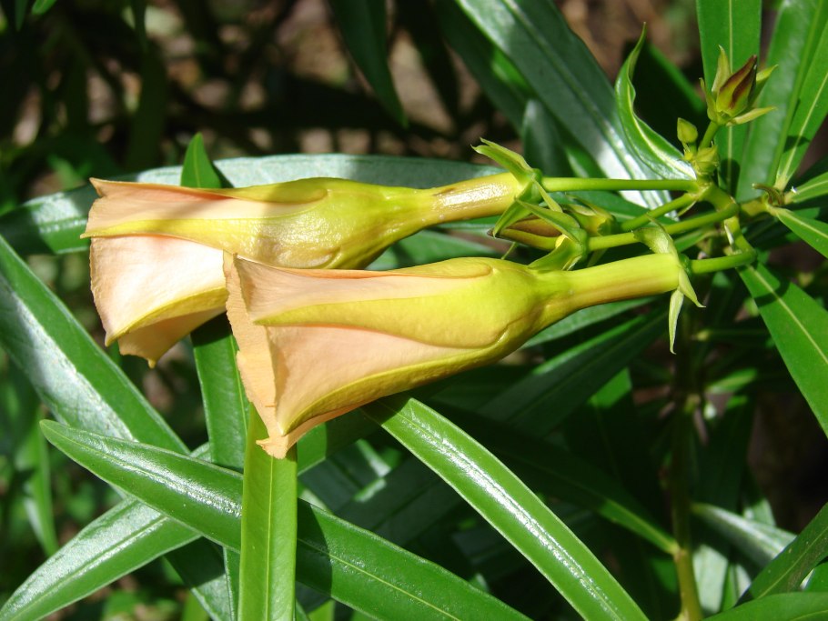 Теветия ахуаи плоды