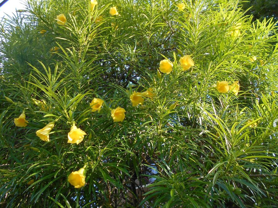 Теветия Перуанская