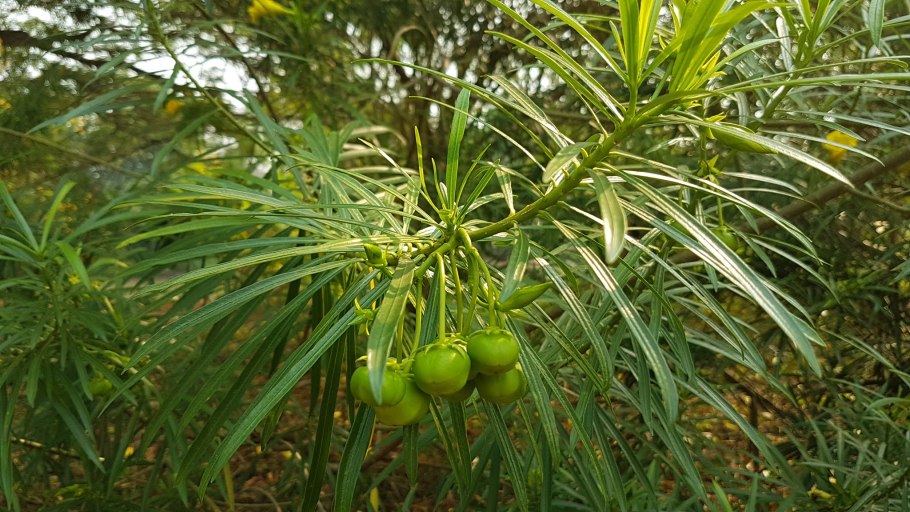Теветия Перуанская