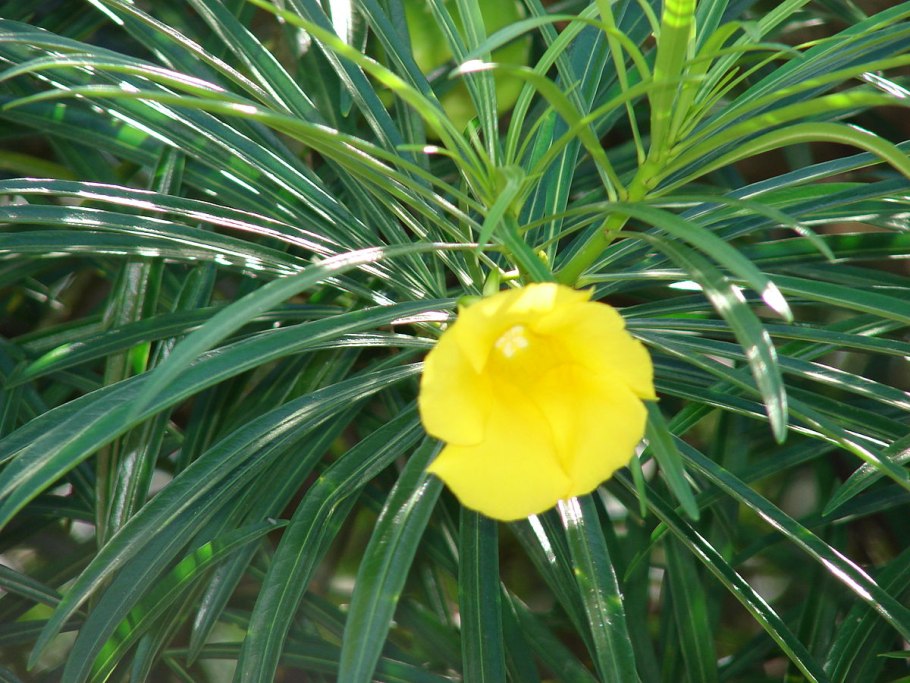 Теветия желтый Олеандр