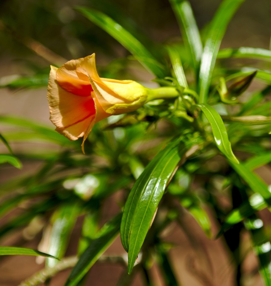 Теветия однолетняя проды