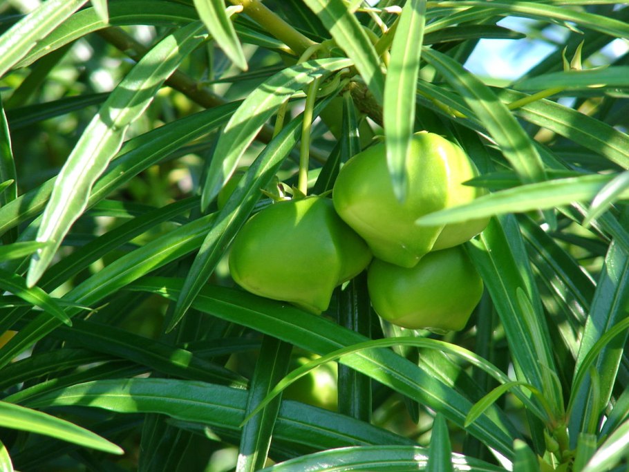 Thevetia кустарник