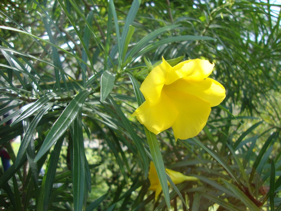 Теветия плоды