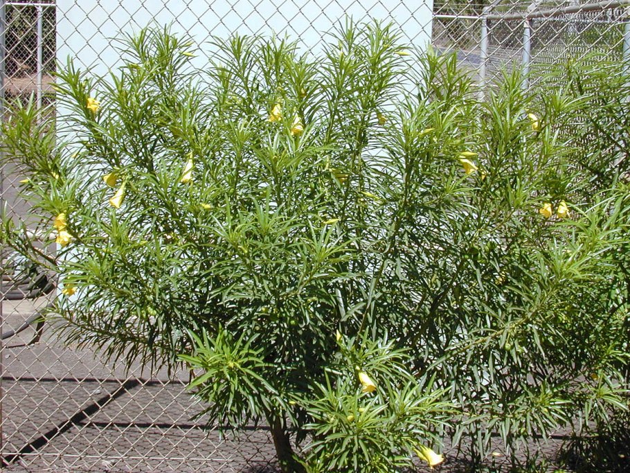 Rauvolfioideae Macoubea