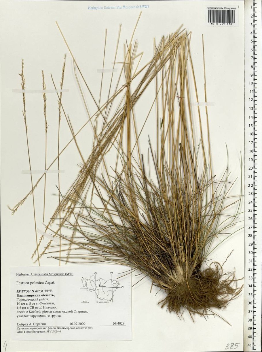 Овсяница мэра описание