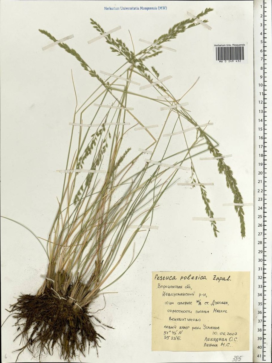 Овсяница Арктическая