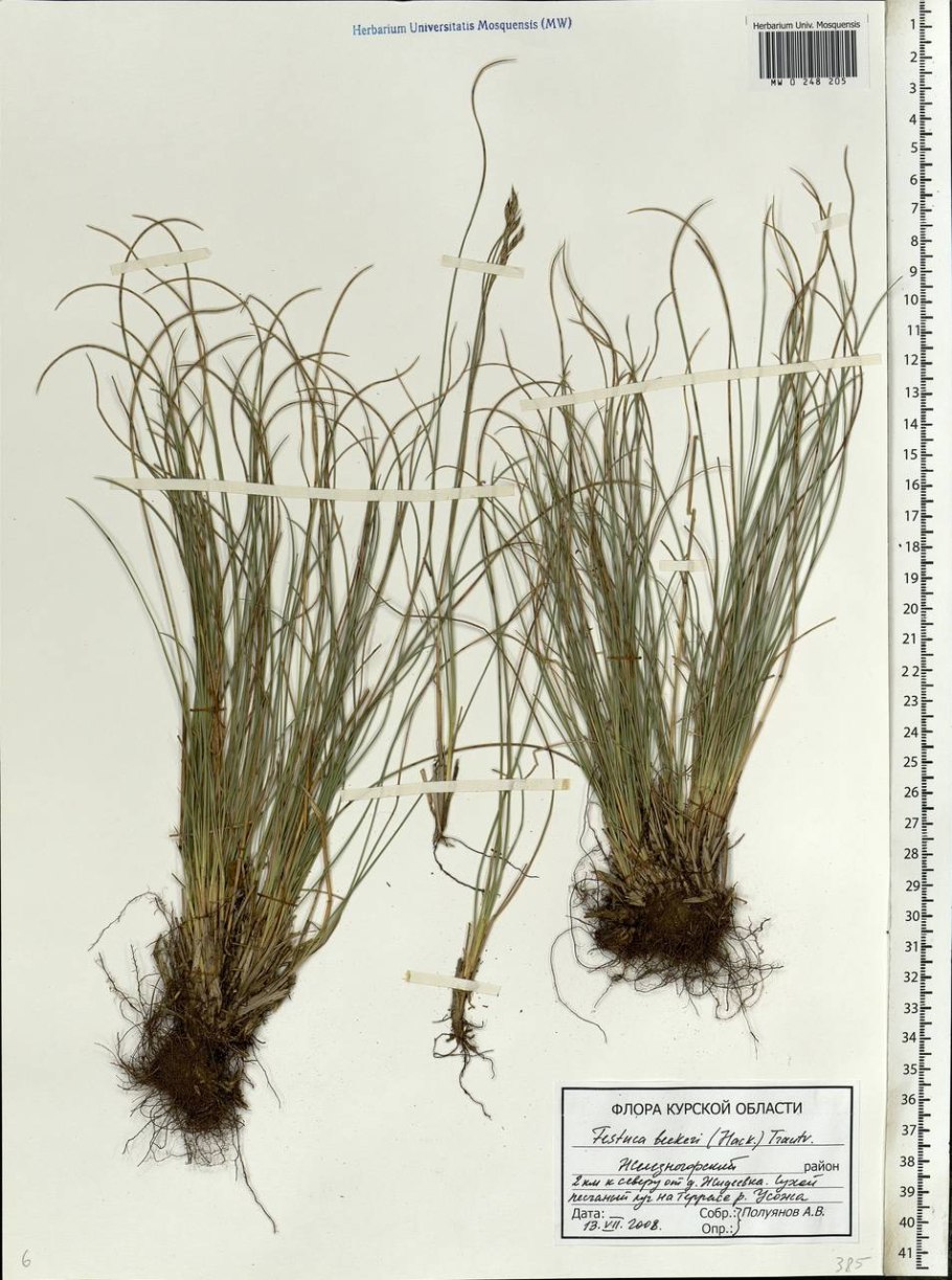 Овсяница тонколистная