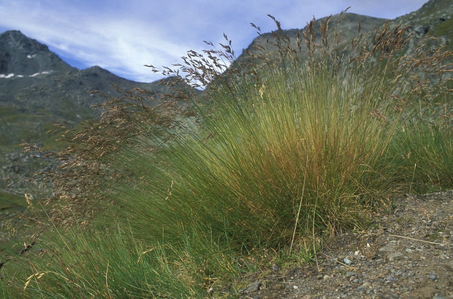 Овсяница валисская