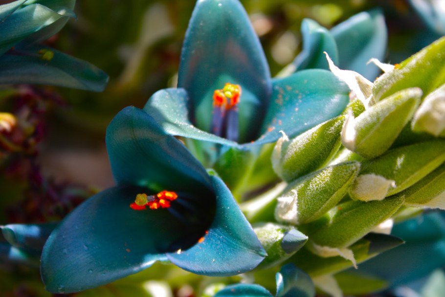 Цветок Пуайи Раймонда Анды