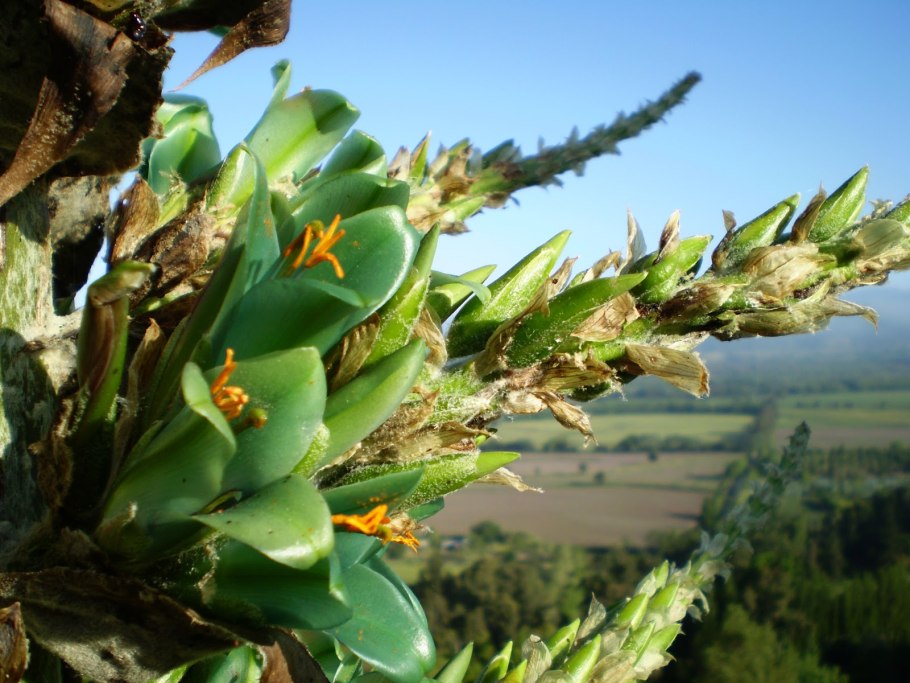 Пуйя ПИТКЕРНИЯ