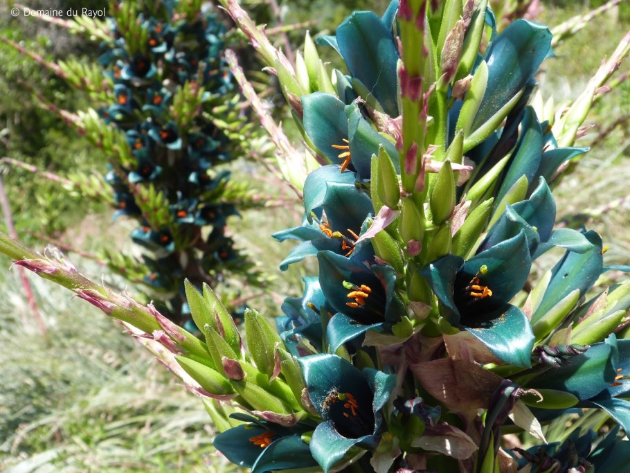 Пуйя ржавая