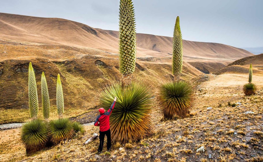 Пуйя Раймонда