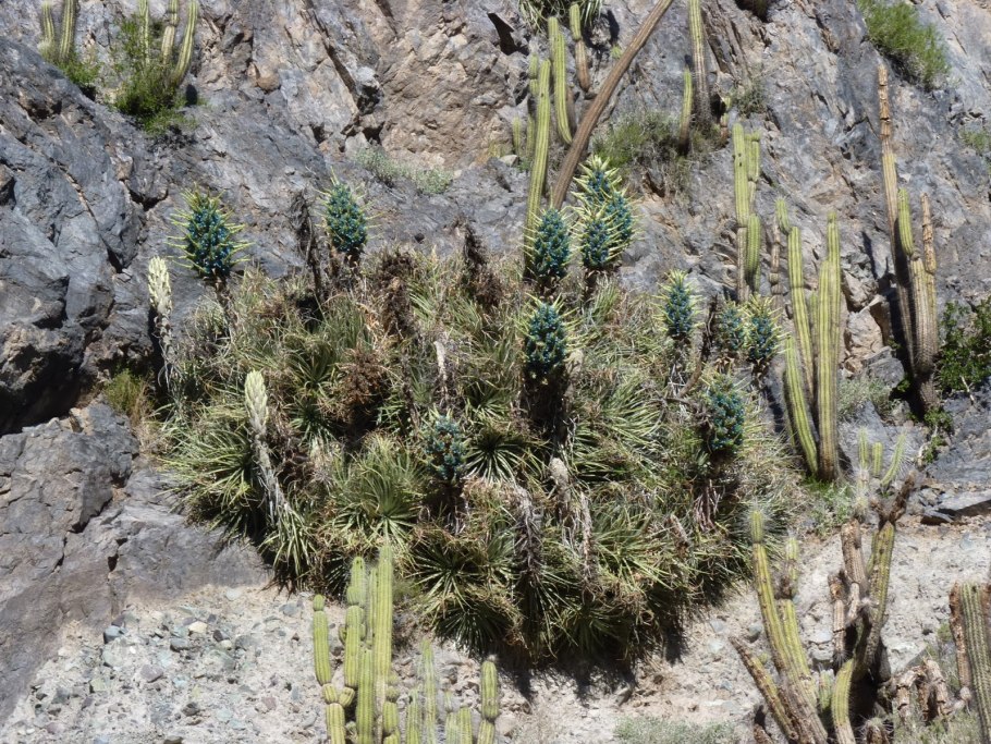 Пуйа Мохсени