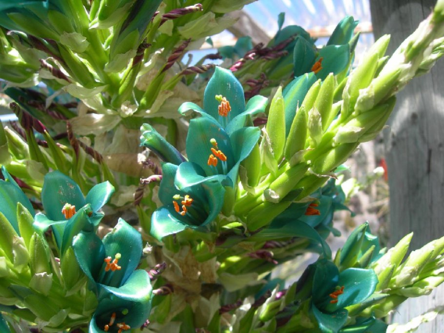 ПИТКЕРНИЯ бирюзовая