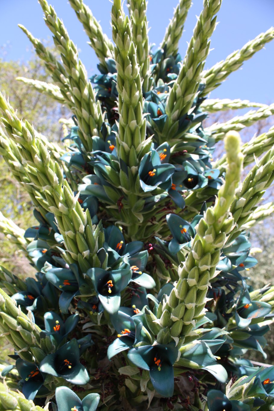 Пуйя ПИТКЕРНИЯ